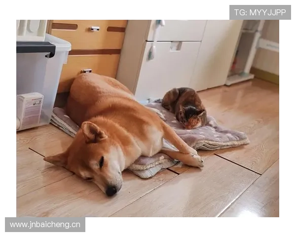 王濛退役后花300万买狗，网友：这比我家房子还贵